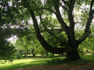 Wedding Tree